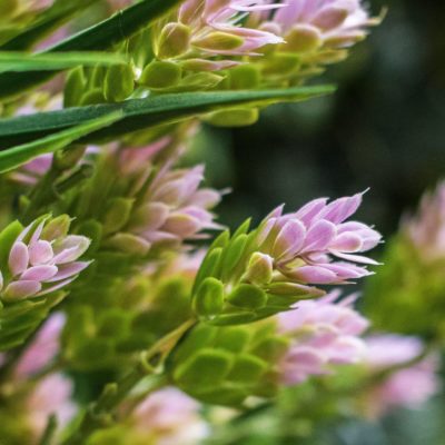 Pink colour box pink artificial flower closeup