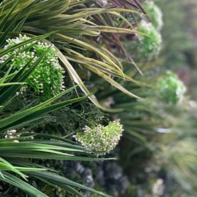 Beautiful plant white colour box