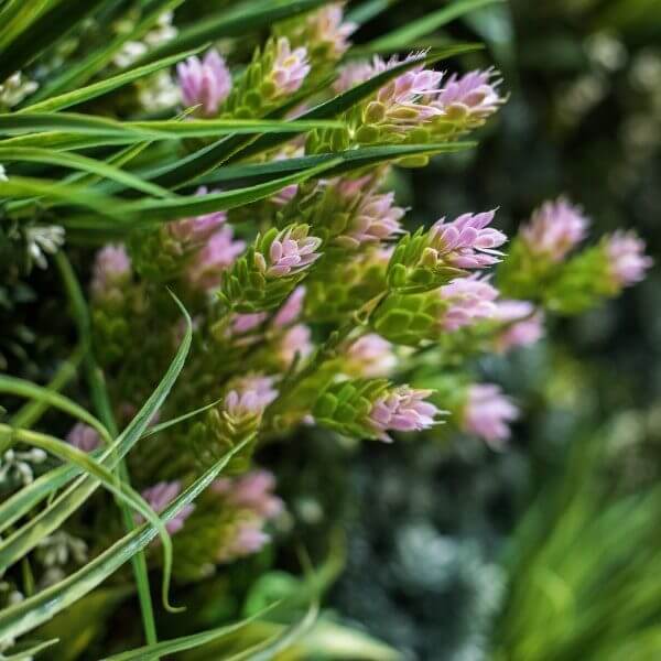 Close-up of vibrant pink and green wildflowers surrounded by long, slender green leaves, creating a lush and natural setting reminiscent of artificial green walls.