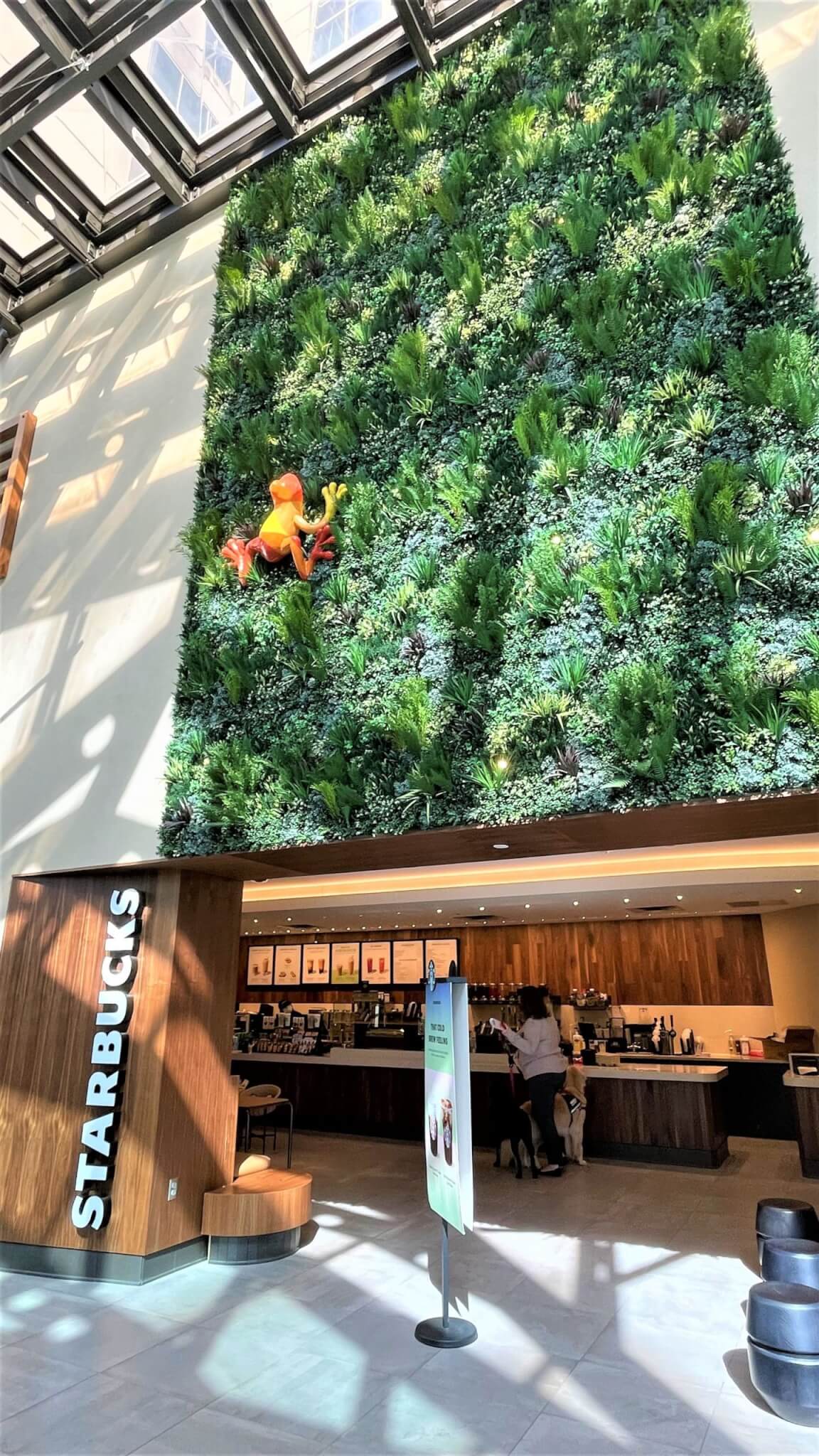 A Starbucks cafe in Dallas, Texas features an artificial green wall inside a building. Sunlight filters through a glass ceiling, illuminating a bright orange and red sculpture of a frog clinging to the greenery. Customers stand at the counter, with seating available in the foreground.