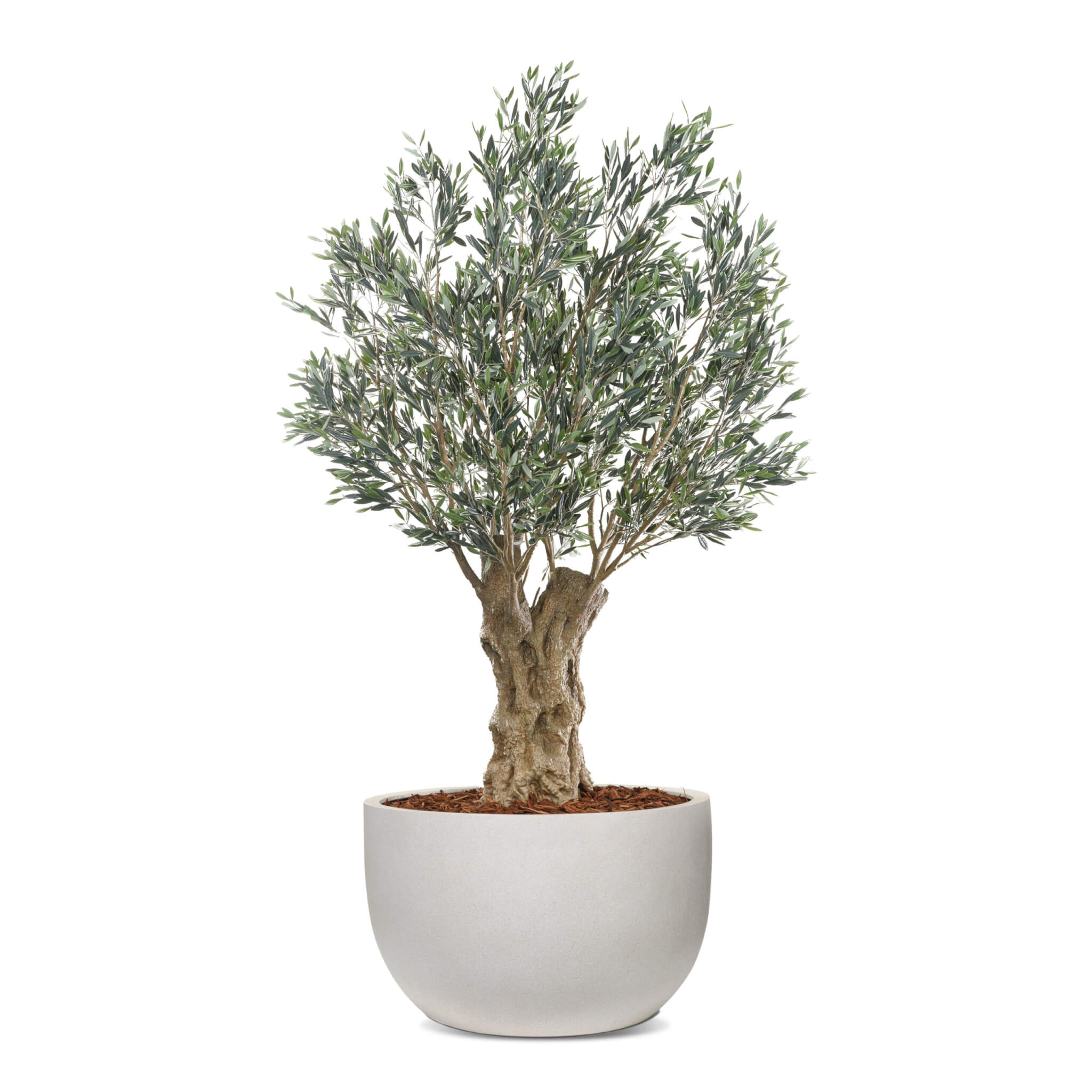 Olea Bella Mature Olive Tree Product Image