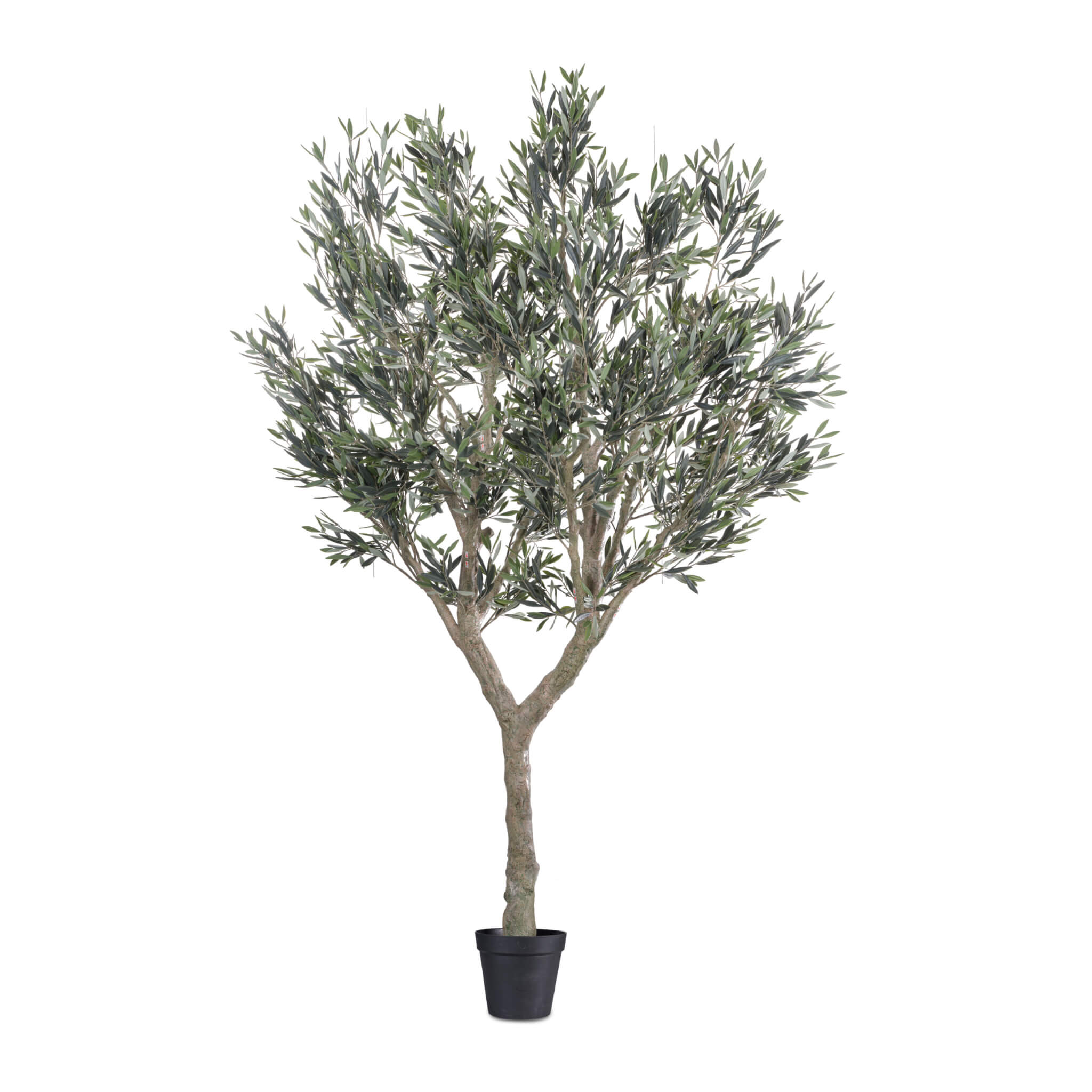 Cielo Verde Olive Tree Product Image