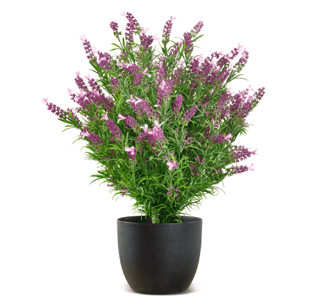 French Lavender Bush Product Image