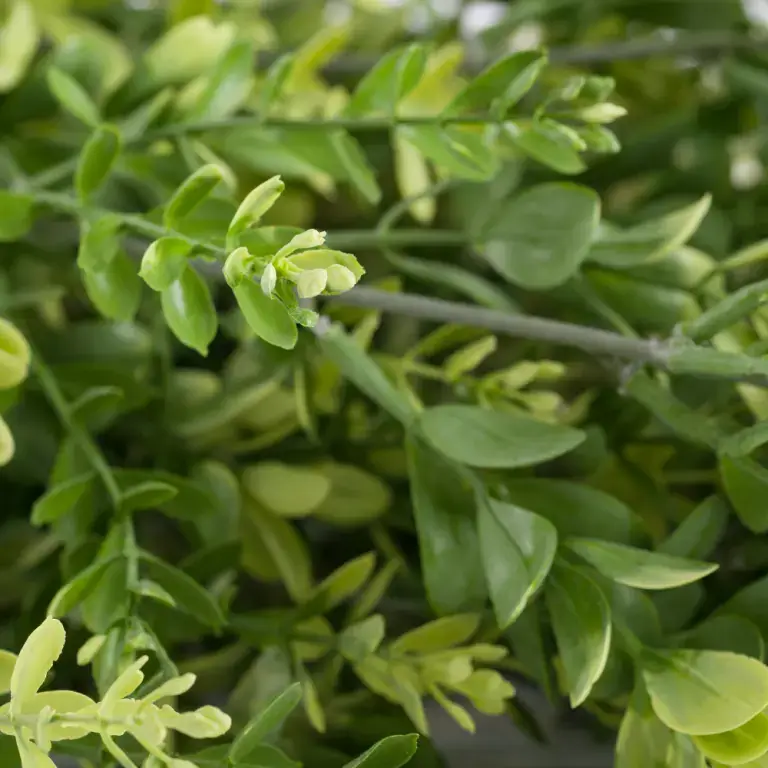 A close-up view of the Trailing Buxus Texture Box reveals lush green foliage adorned with small light green buds and leaves. The vibrant scene highlights a mix of fresh leaves and emerging buds, creating a sense of natural growth and vitality.