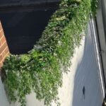 A vibrant, cascading "Trailing Buxus Texture Box" adorns a white brick wall under the sun's rays. The wall is next to a street with visible asphalt pavement on the left, and shadows of the boxwood texture create patterns on the wall.