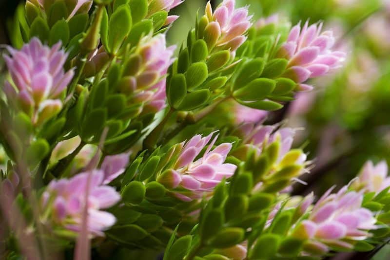 Close-up of Artificial Green Wall Panels: Living Wall Panels featuring vibrant green leaves and delicate pink flowers, emulating a fresh and lively springtime scene.