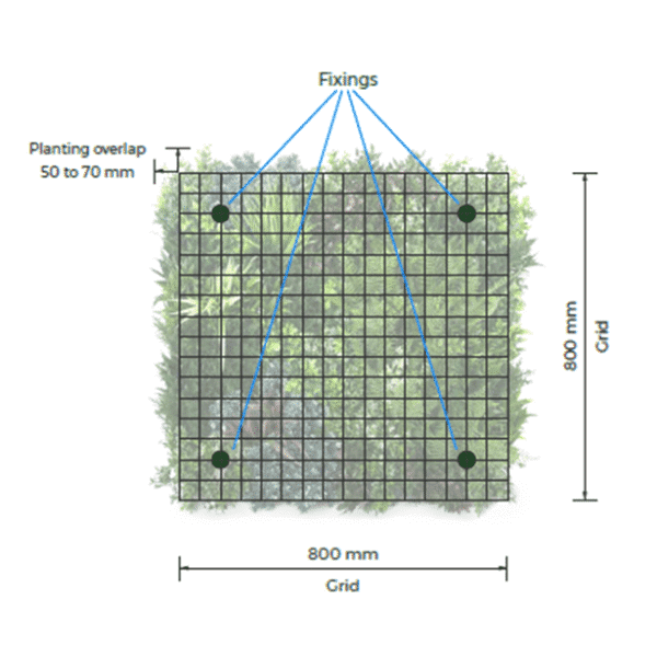 Diagram of the Artificial Green Wall Fixing System for a vertical garden, measuring 800 mm by 800 mm, with planting overlap of 50 to 70 mm. Four green fixings are labeled on corners, connected by blue lines. The grid overlays an image of foliage.