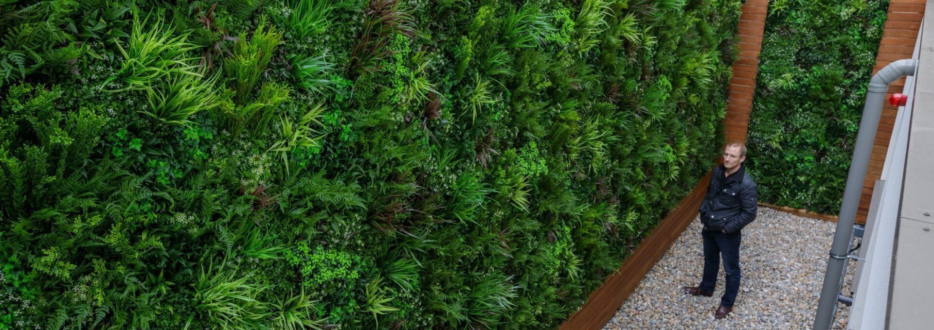 A man stands in a narrow outdoor space next to the Hilton Hotel's impressive green wall in Kingston, UK, covered in lush plants. The ground is dotted with small stones, and part of a drainage pipe peeks out on the right.