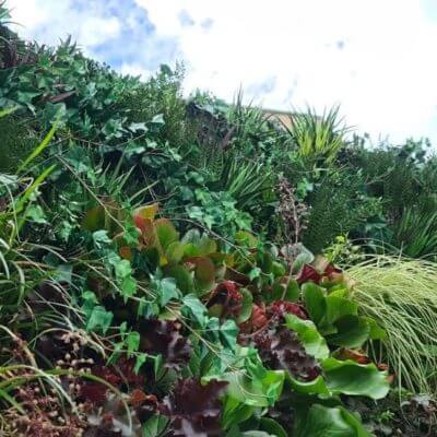 A Trailing Ivy Texture Box, bursting with various green plants and red-tinted leaves, set against a cloudy sky backdrop.